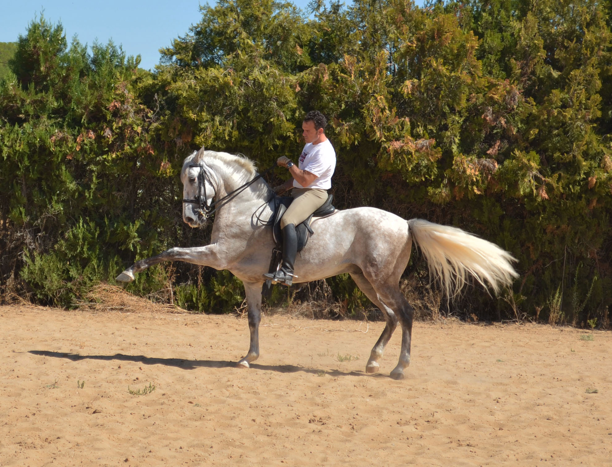 Listado de Caballos en Venta